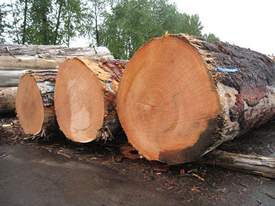 man standing on large douglas fir raw log